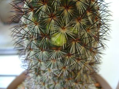 Mammillaria microhelia