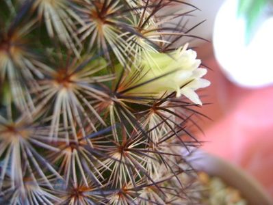 Mammillaria microhelia