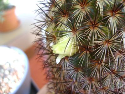 Mammillaria microhelia