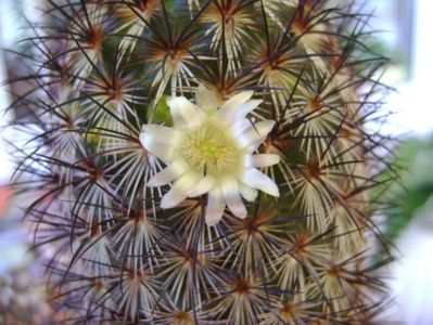 Mammillaria microhelia