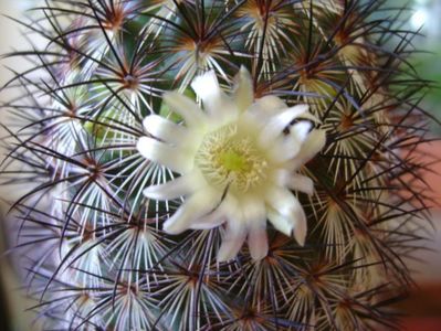 Mammillaria microhelia