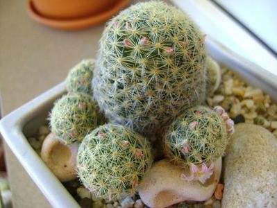 Mammillaria shiedeana ssp. giselae