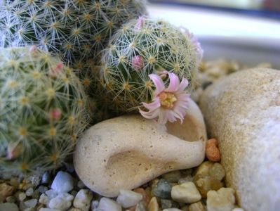 Mammillaria shiedeana ssp. giselae