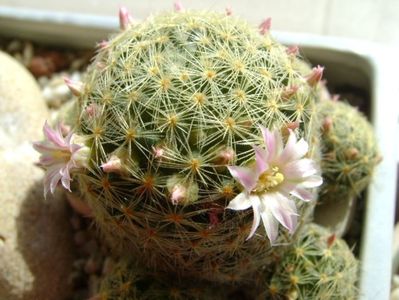 Mammillaria shiedeana ssp. giselae