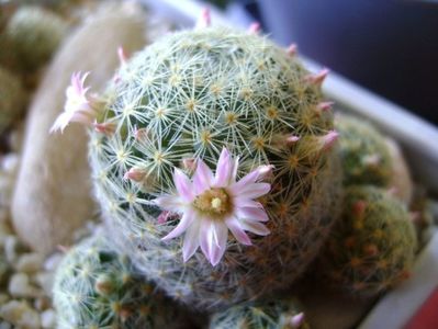 Mammillaria shiedeana ssp. giselae