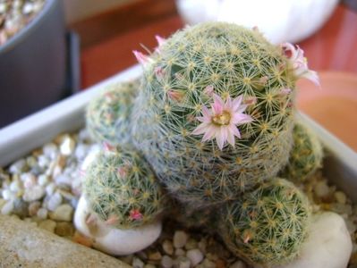 Mammillaria shiedeana ssp. giselae