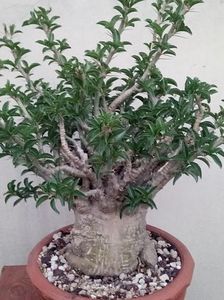 Pachypodium saundersii - achizitionat