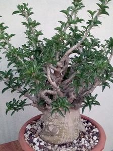 Pachypodium saundersii - achizitionat