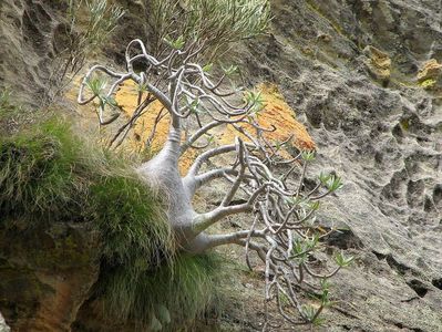 Pachypodium rosulatum v. gracilius in natura