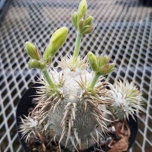 Pachypodium enigmaticum Pavelka; Specie noua descrisa in 2014, Madagascar
