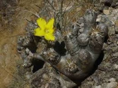 Pachypodium enigmaticum Pavelka; Specie noua descrisa in 2014, Madagascar
