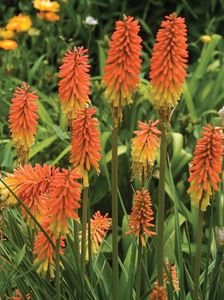 _Kniphofia uvaria