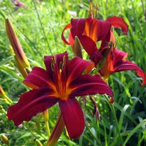 hemerocallis_crimson_pirate_