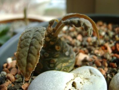 Dorstenia foetida