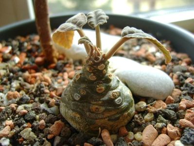 Dorstenia foetida