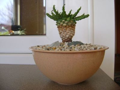 Euphorbia flanaganii