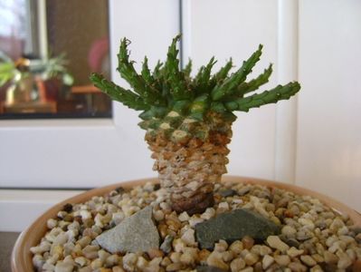 Euphorbia flanaganii