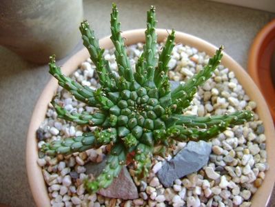 Euphorbia flanaganii