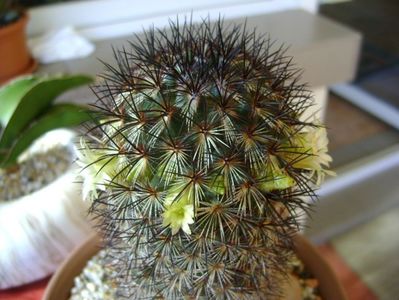 Mammillaria microhelia