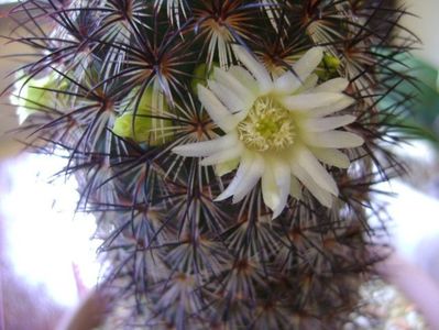 Mammillaria microhelia