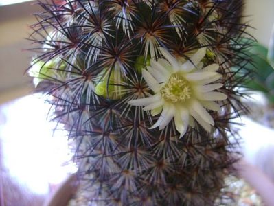 Mammillaria microhelia