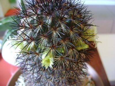 Mammillaria microhelia