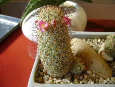 Mammillaria microhelia