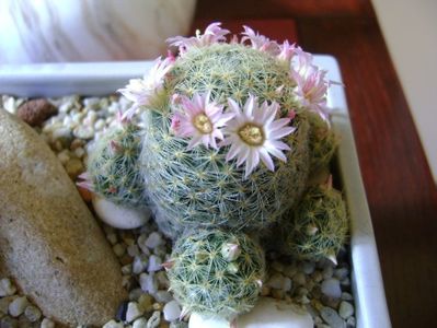 Mammillaria shiedeana ssp. giselae