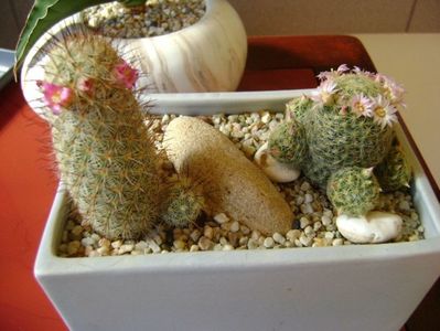 Mammillaria microhelia & Mammillaria shiedeana ssp. giselae