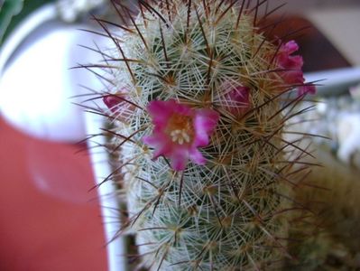 Mammillaria microhelia