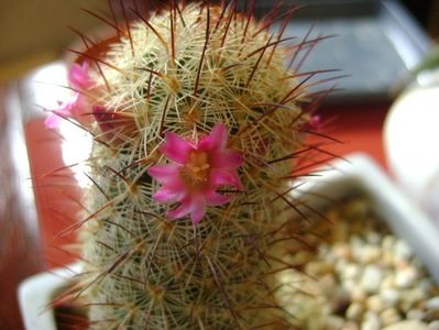 Mammillaria microhelia