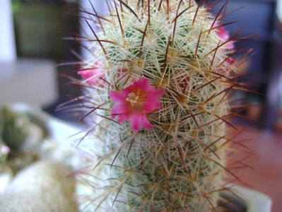 Mammillaria microhelia