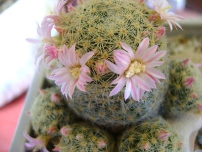 Mammillaria shiedeana ssp. giselae