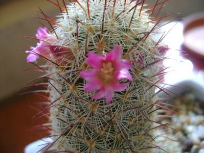 Mammillaria microhelia