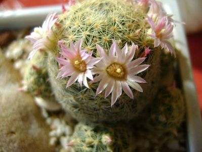 Mammillaria shiedeana ssp. giselae