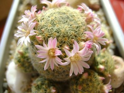 Mammillaria shiedeana ssp. giselae