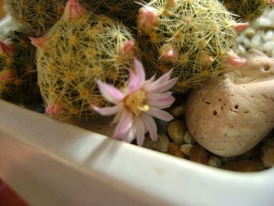 Mammillaria shiedeana ssp. giselae