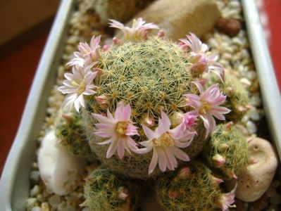 Mammillaria shiedeana ssp. giselae