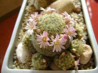 Mammillaria shiedeana ssp. giselae