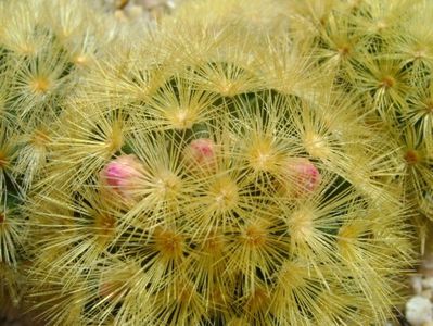 Mammillaria carmenae