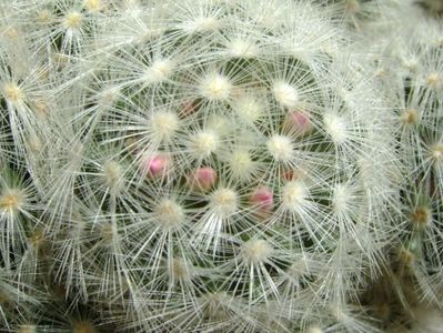 Mammillaria laui f. dasyacantha