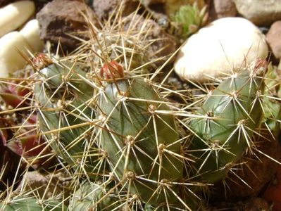 Opuntia fragilis 1