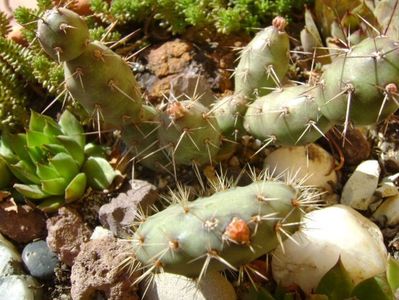 Opuntia fragilis 2