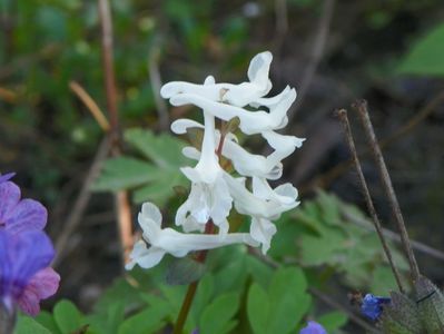 corydalis alb