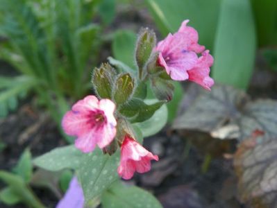 pulmonaria Dora Bielefeld