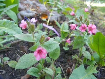 pulmonaria Dora Bielefeld