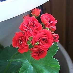 RED ROSEBUD