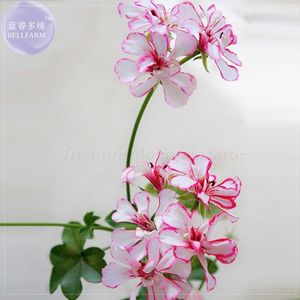 BELLPELARGONIUM  PREMIUM