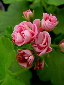 Pela_Australian_Pink_Rosebud