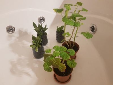 Plante de interior; Disponibile
